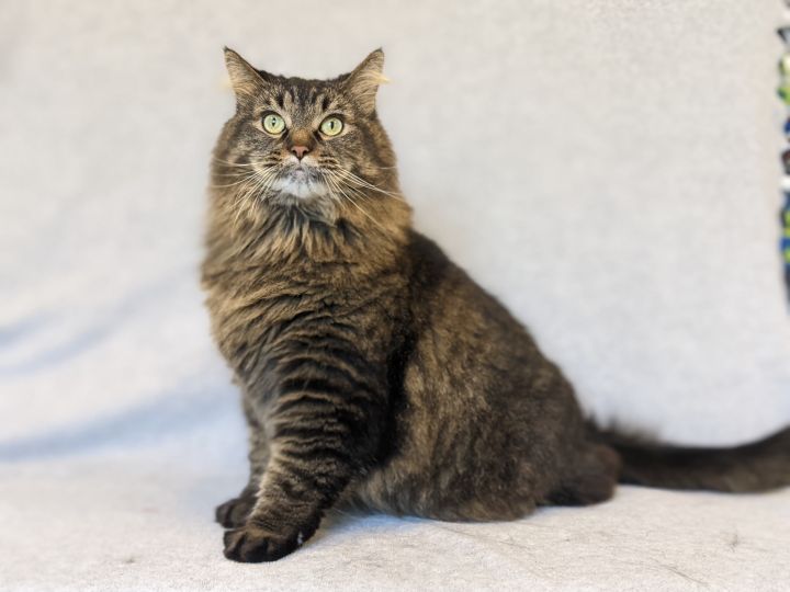 Lionel, an adopted Domestic Long Hair & Tiger Mix in Onalaska, WI_image-4