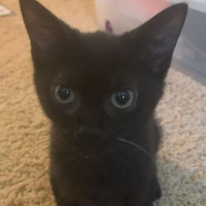 Petey (Legion kittens)