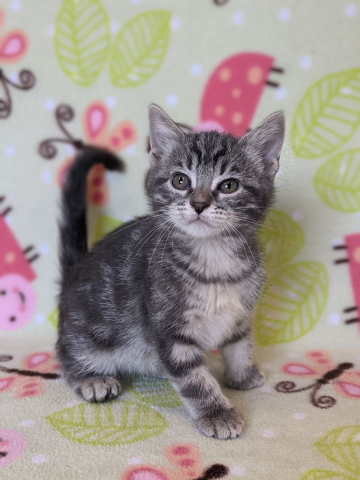 Hilda, an adopted Domestic Short Hair & Tabby Mix in Onalaska, WI_image-3