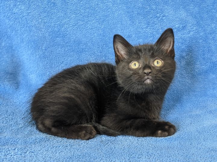 Wolverine, an adopted Domestic Short Hair in Onalaska, WI_image-6