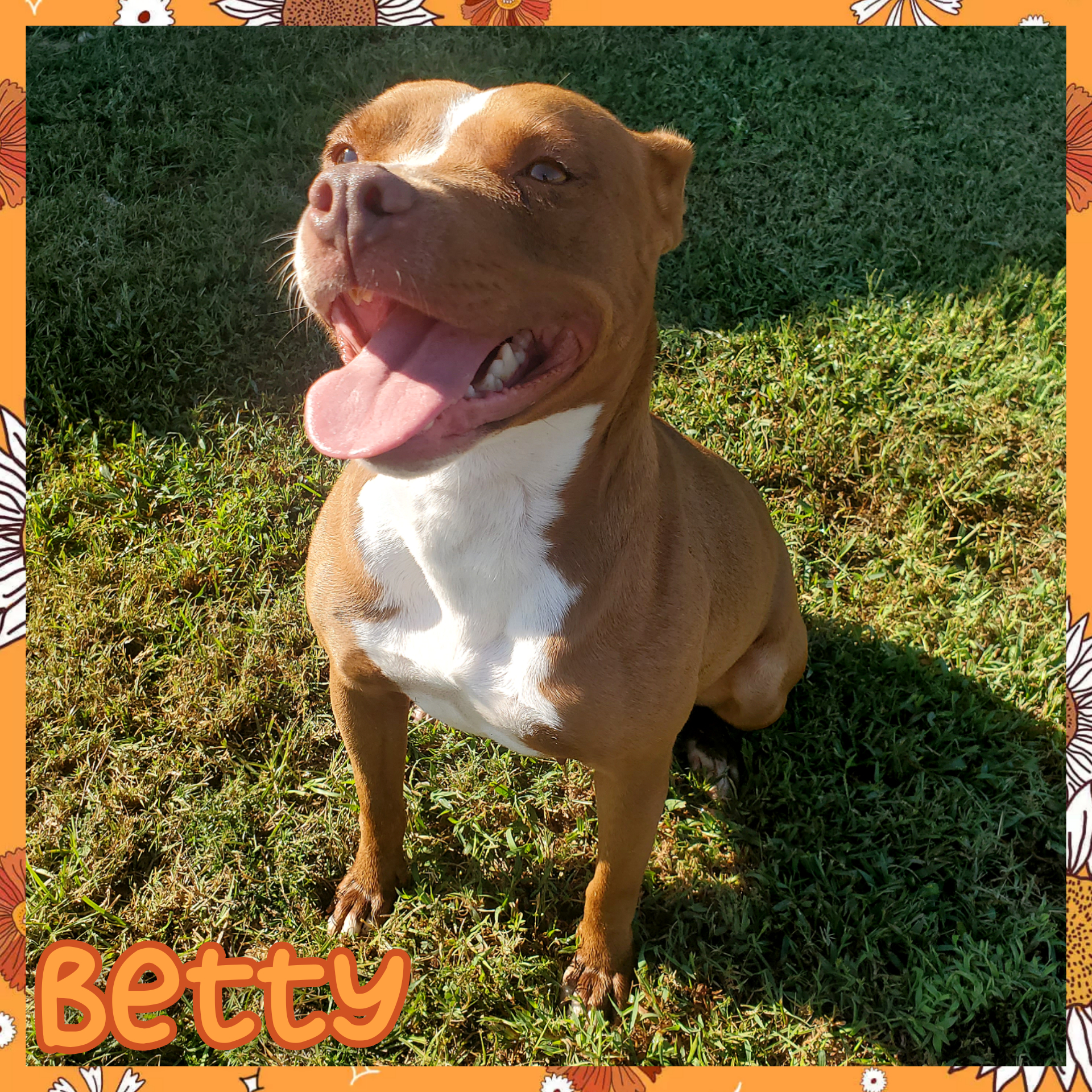 Betty, an adoptable Pit Bull Terrier in Daingerfield, TX, 75638 | Photo Image 2