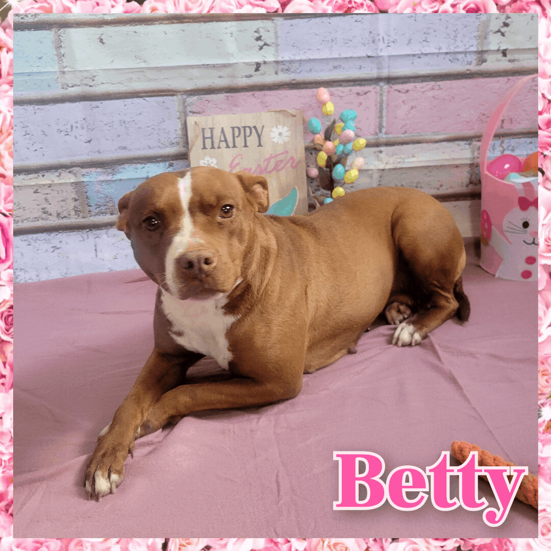 Betty, an adoptable Pit Bull Terrier in Daingerfield, TX, 75638 | Photo Image 3