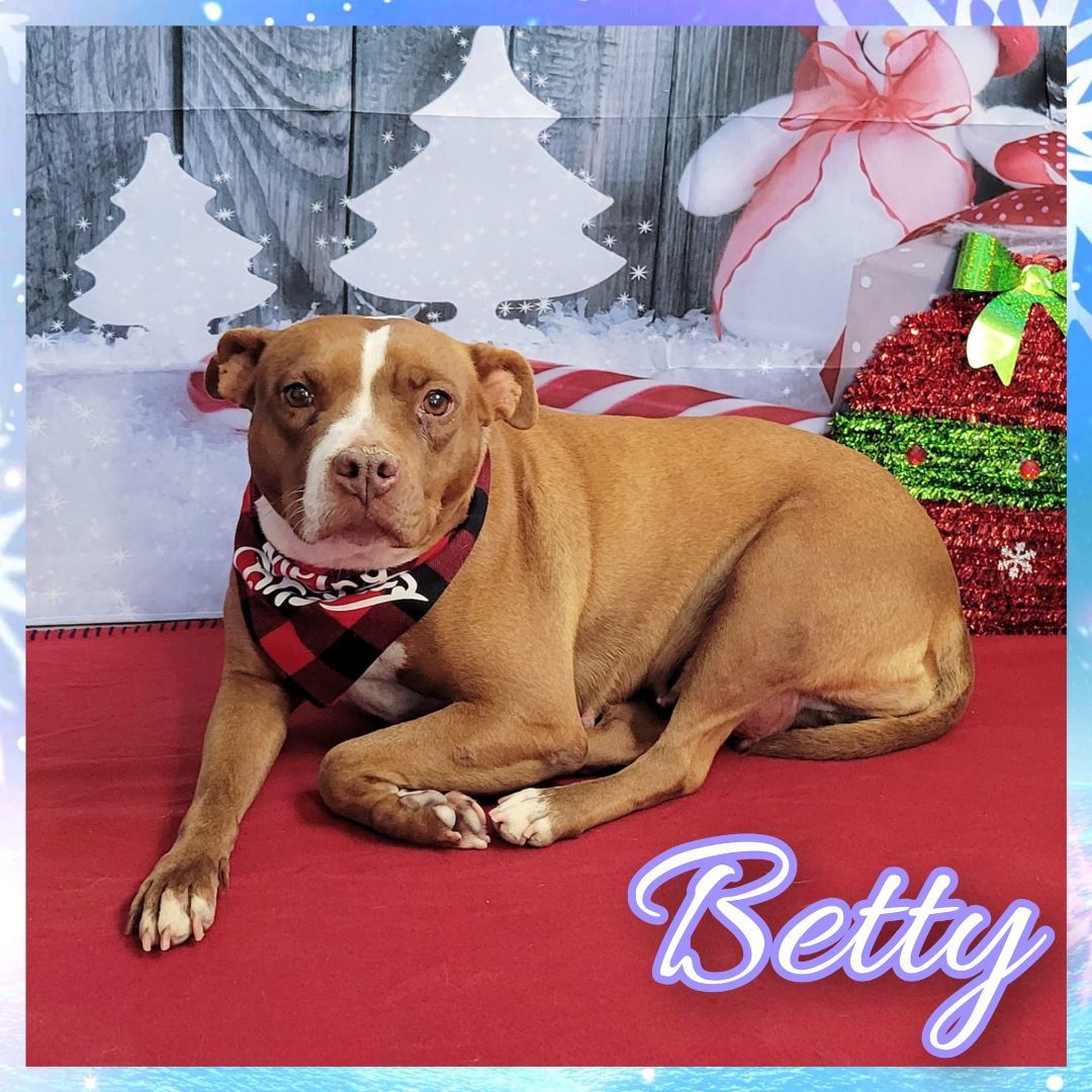 Betty, an adoptable Pit Bull Terrier in Daingerfield, TX, 75638 | Photo Image 1