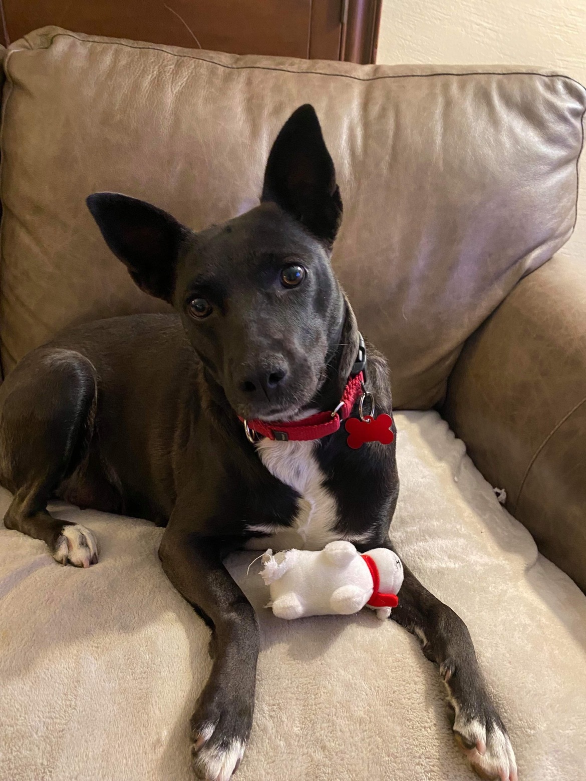 Amara, an adoptable Shepherd in Rancho Santa Fe, CA, 92067 | Photo Image 1