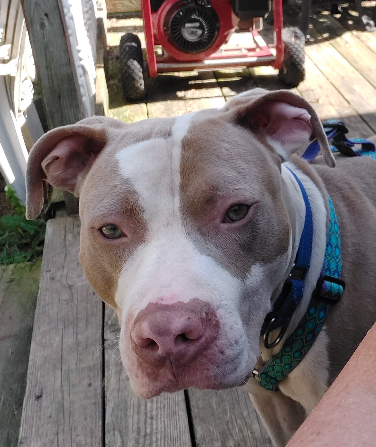 DEUCE, an adoptable Pit Bull Terrier in Broadalbin, NY, 12025 | Photo Image 1