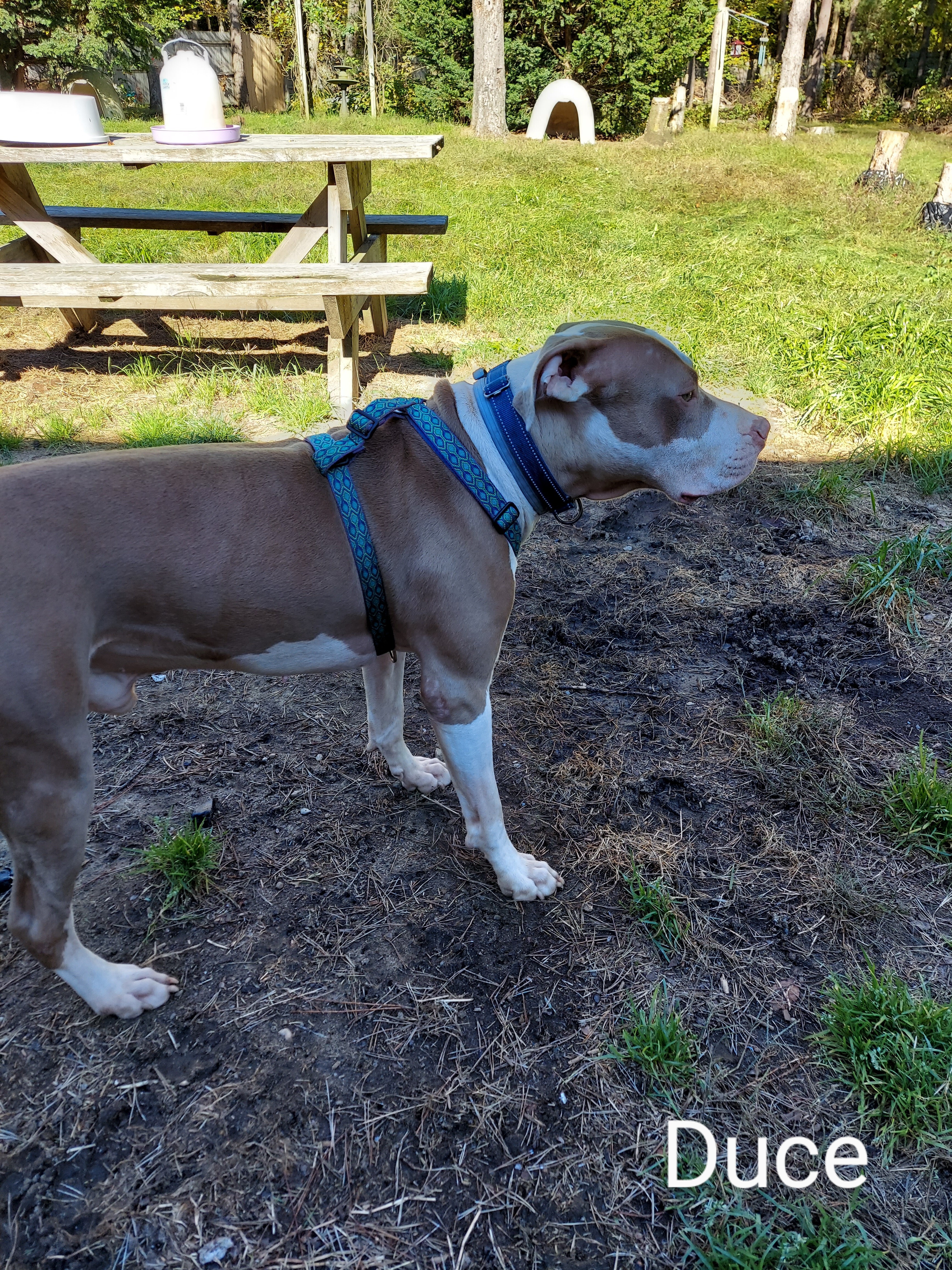 DEUCE, an adoptable Pit Bull Terrier in Broadalbin, NY, 12025 | Photo Image 2