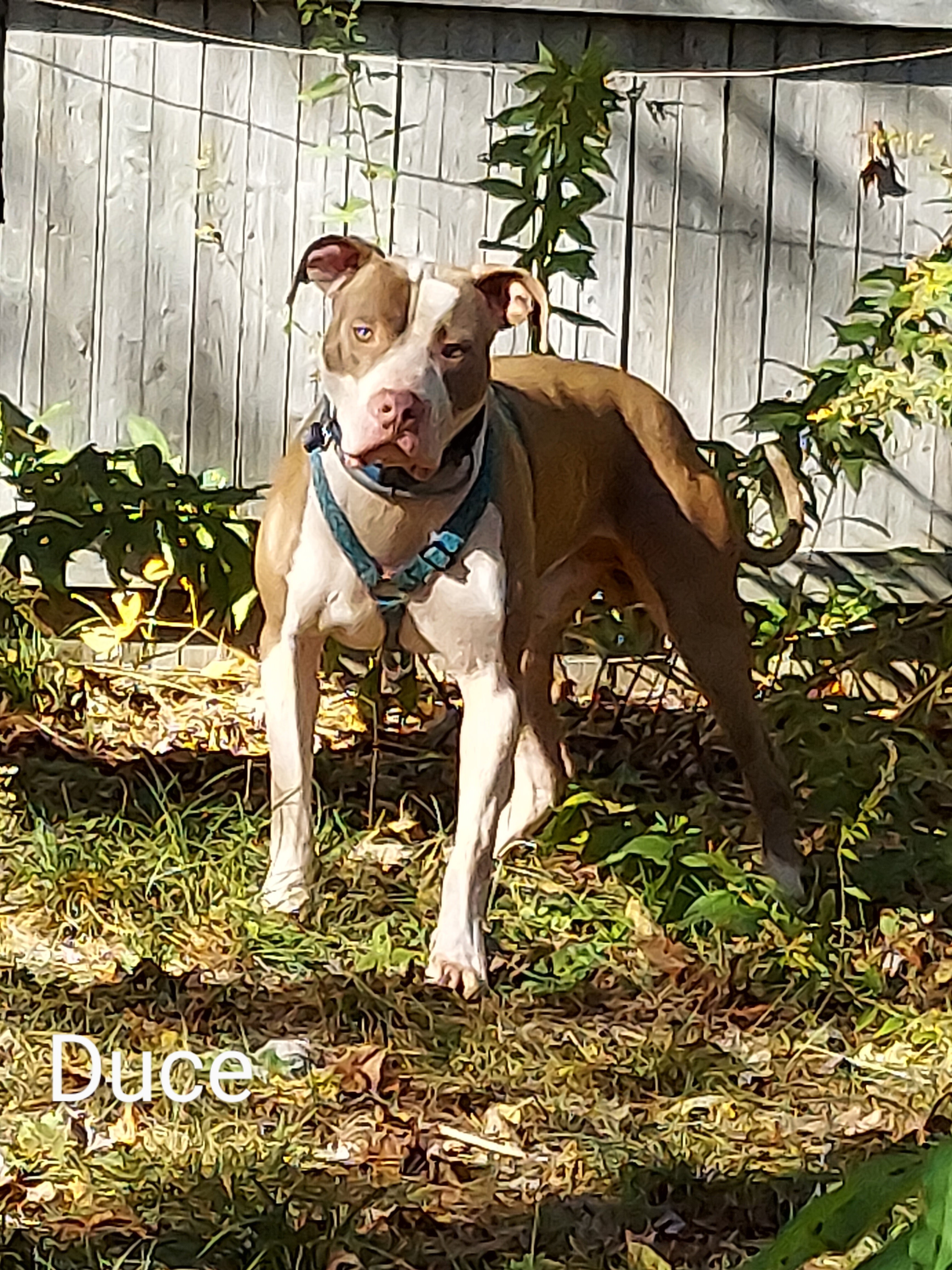 DEUCE, an adoptable Pit Bull Terrier in Broadalbin, NY, 12025 | Photo Image 3