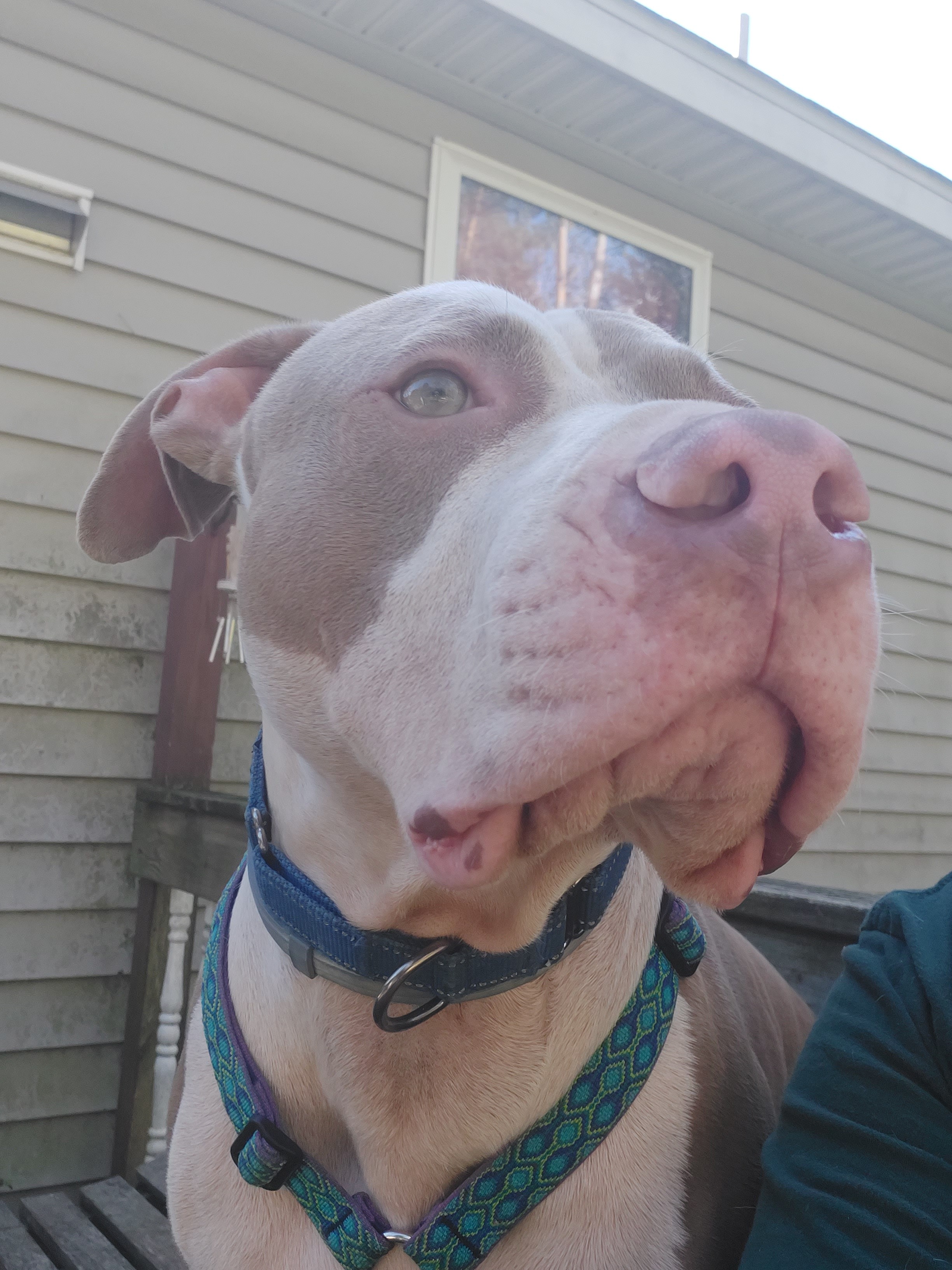 DEUCE, an adoptable Pit Bull Terrier in Broadalbin, NY, 12025 | Photo Image 4