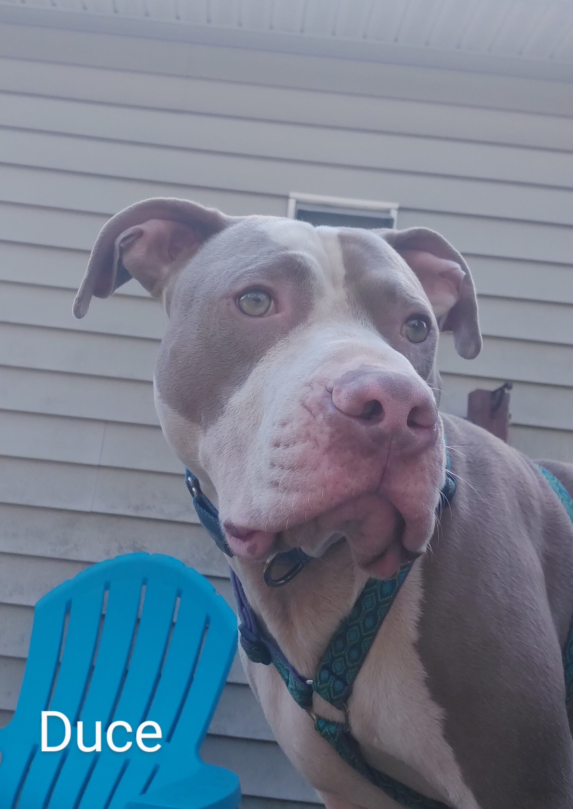 DEUCE, an adoptable Pit Bull Terrier in Broadalbin, NY, 12025 | Photo Image 5