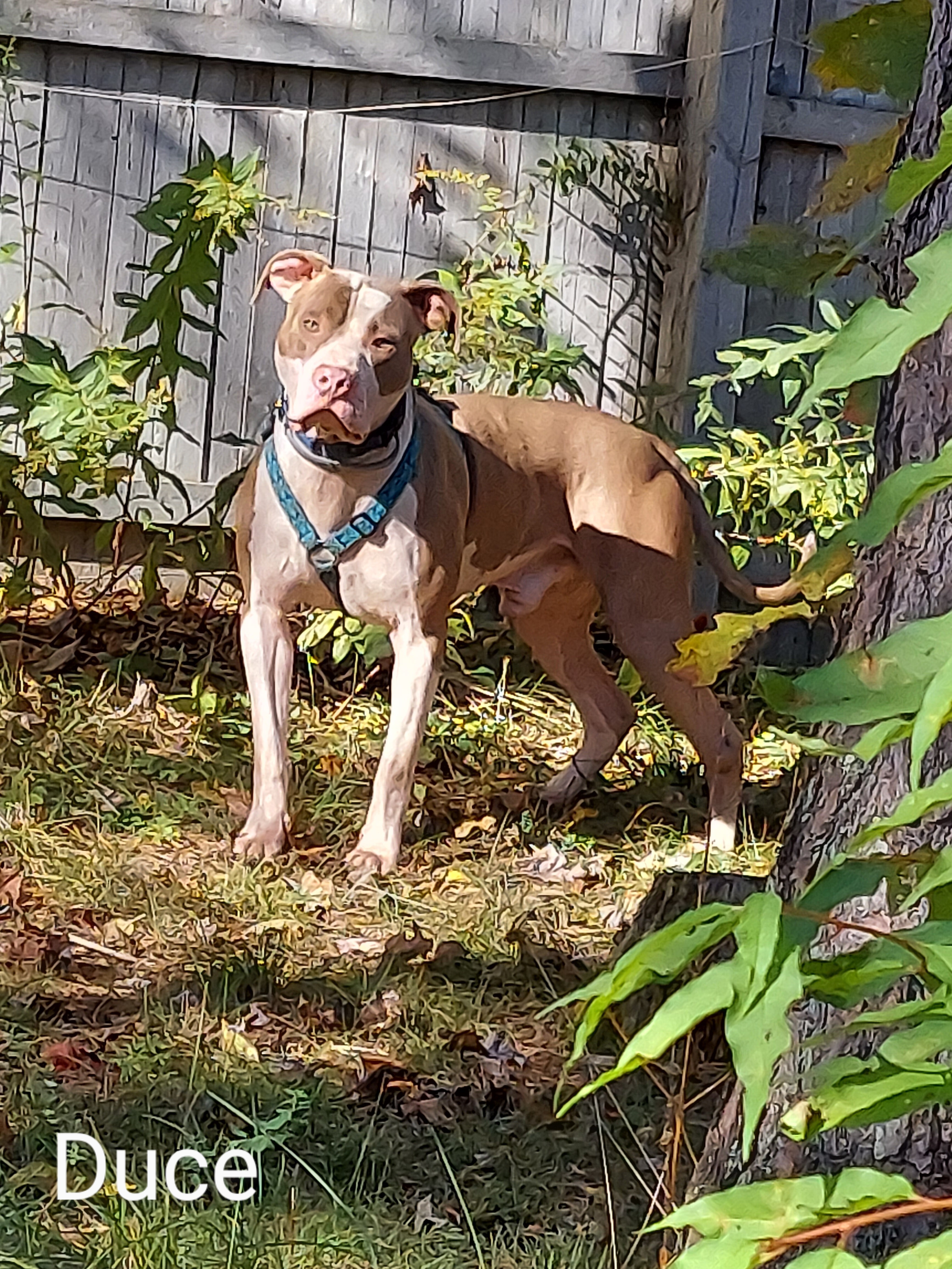 DEUCE, an adoptable Pit Bull Terrier in Broadalbin, NY, 12025 | Photo Image 6