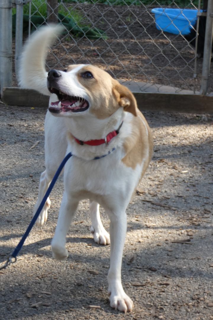 Linus, an adoptable Beagle & Jack Russell Terrier Mix in Bloomingdale, NJ_image-4