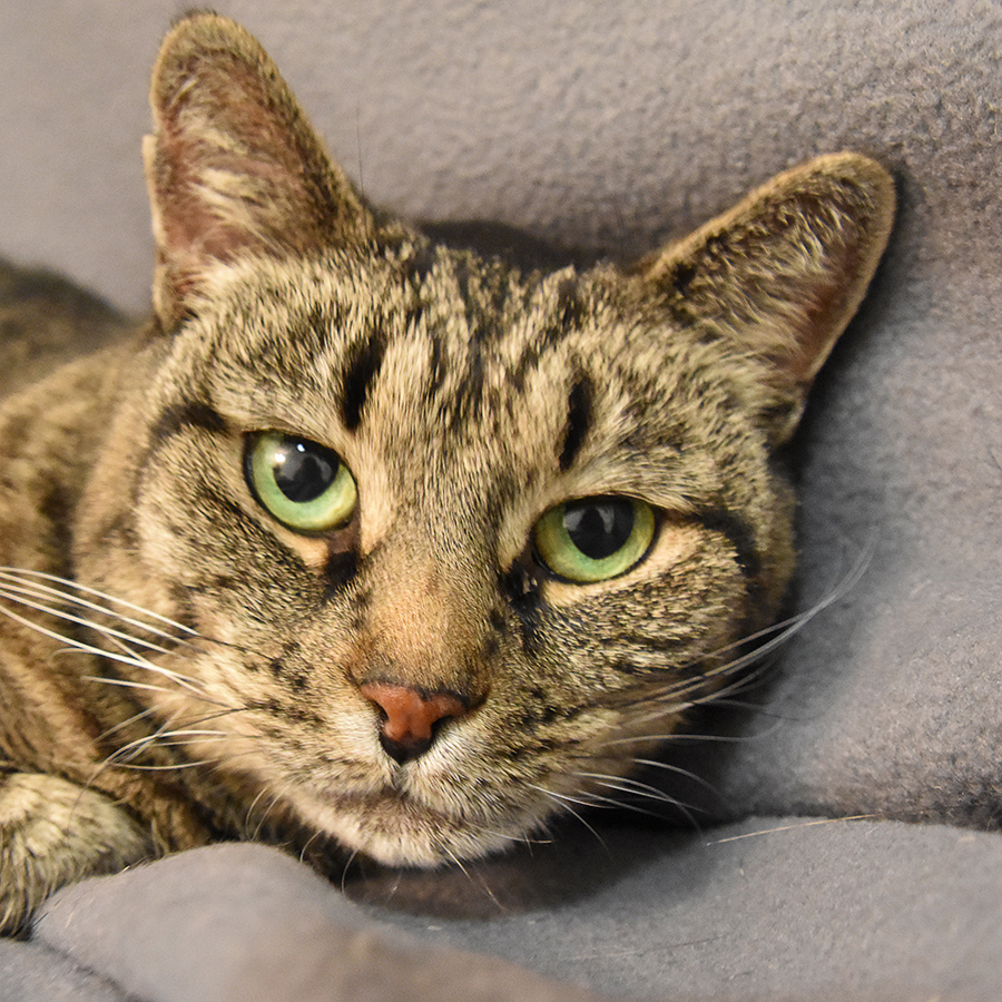 Gabby, an adoptable Domestic Short Hair in Victor, NY, 14564 | Photo Image 3