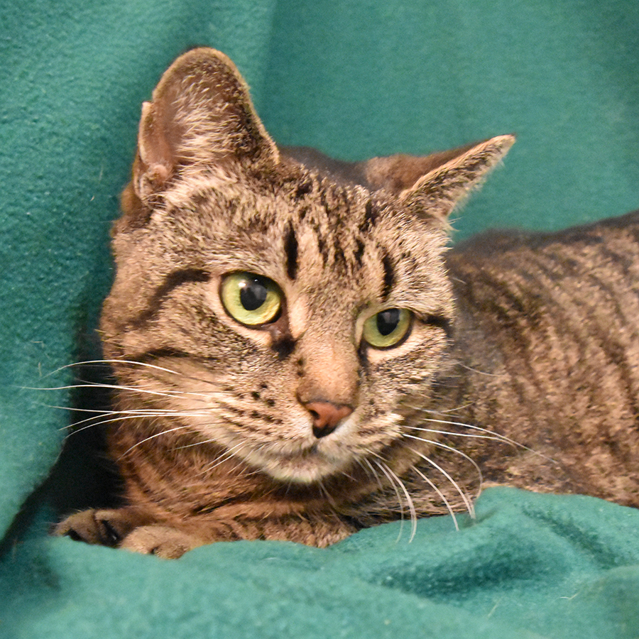 Gabby, an adoptable Domestic Short Hair in Victor, NY, 14564 | Photo Image 1
