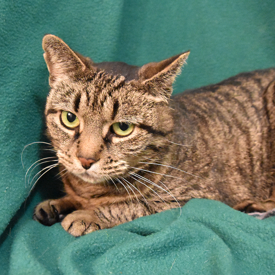 Gabby, an adoptable Domestic Short Hair in Victor, NY, 14564 | Photo Image 6