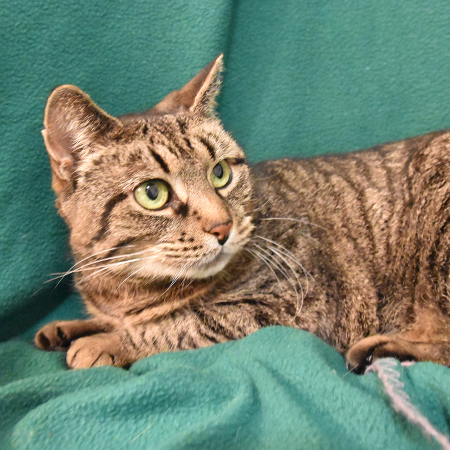 Gabby, an adoptable Domestic Short Hair in Victor, NY, 14564 | Photo Image 7