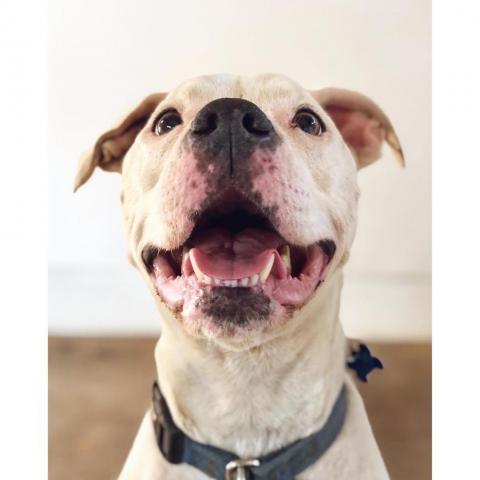 Strawberry, an adoptable American Staffordshire Terrier in Kanab, UT, 84741 | Photo Image 1