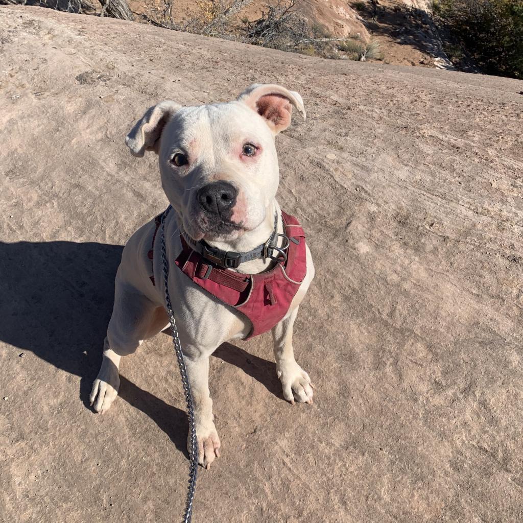 Strawberry, an adoptable American Staffordshire Terrier in Kanab, UT, 84741 | Photo Image 1