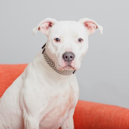 Strawberry, an adoptable American Staffordshire Terrier in Kanab, UT, 84741 | Photo Image 2
