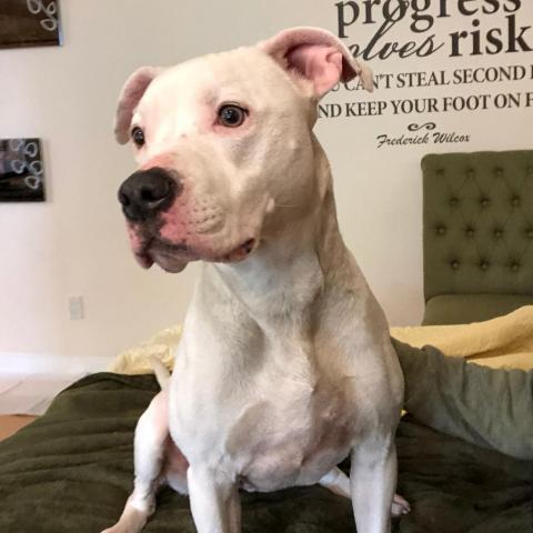 Strawberry, an adoptable American Staffordshire Terrier in Kanab, UT, 84741 | Photo Image 3