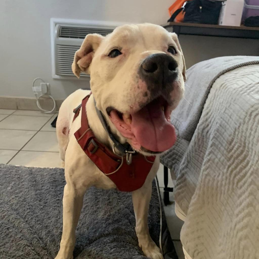 Strawberry, an adoptable American Staffordshire Terrier in Kanab, UT, 84741 | Photo Image 3