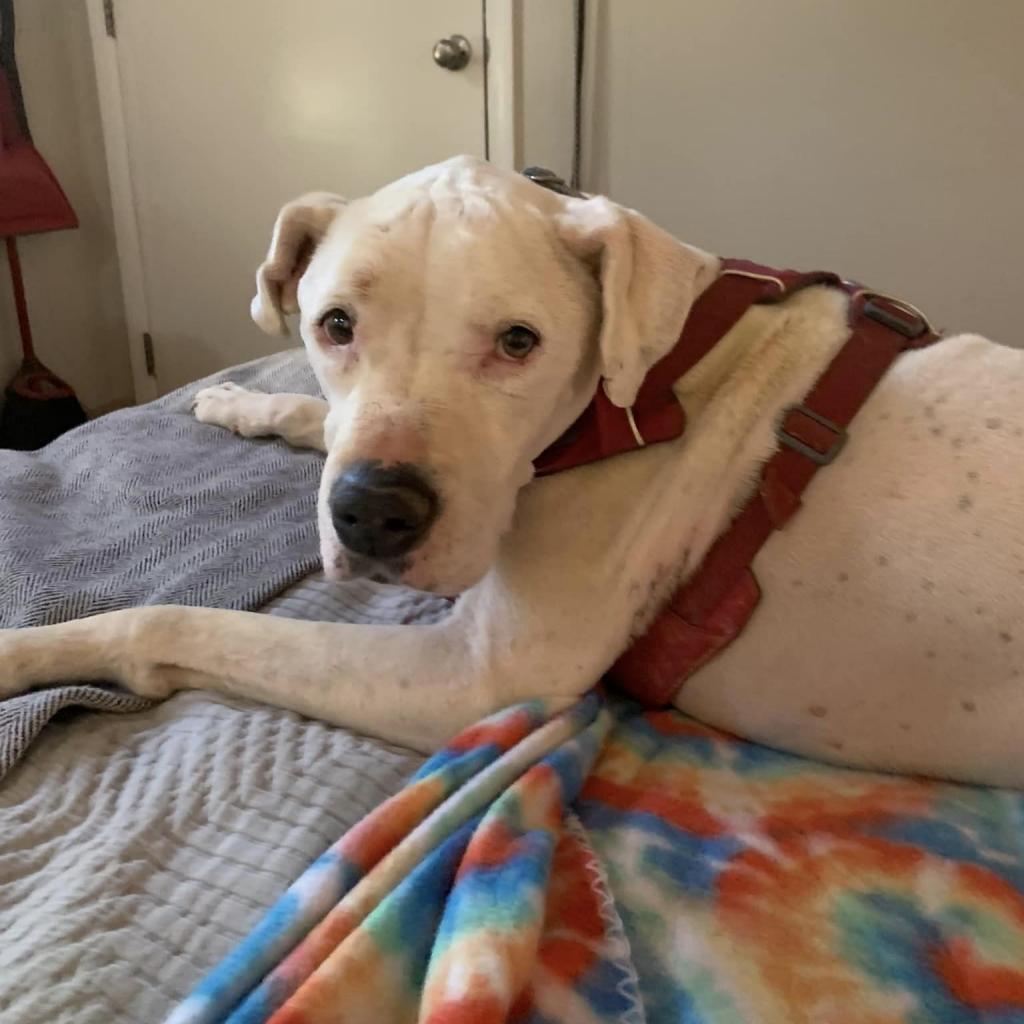 Strawberry, an adoptable American Staffordshire Terrier in Kanab, UT, 84741 | Photo Image 3