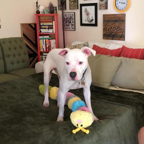 Strawberry, an adoptable American Staffordshire Terrier in Kanab, UT, 84741 | Photo Image 4