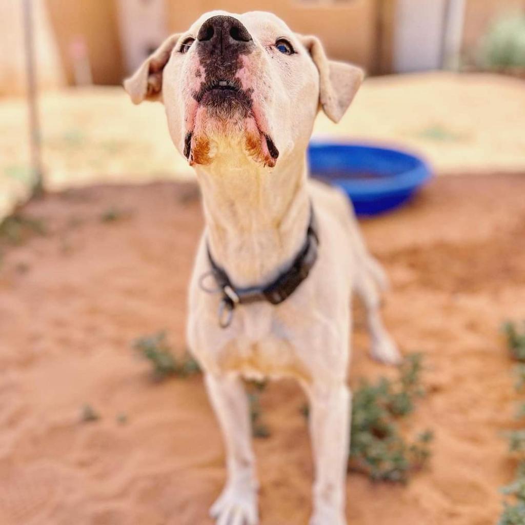 Strawberry, an adoptable American Staffordshire Terrier in Kanab, UT, 84741 | Photo Image 5