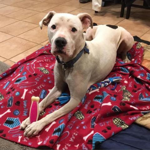 Strawberry, an adoptable American Staffordshire Terrier in Kanab, UT, 84741 | Photo Image 6