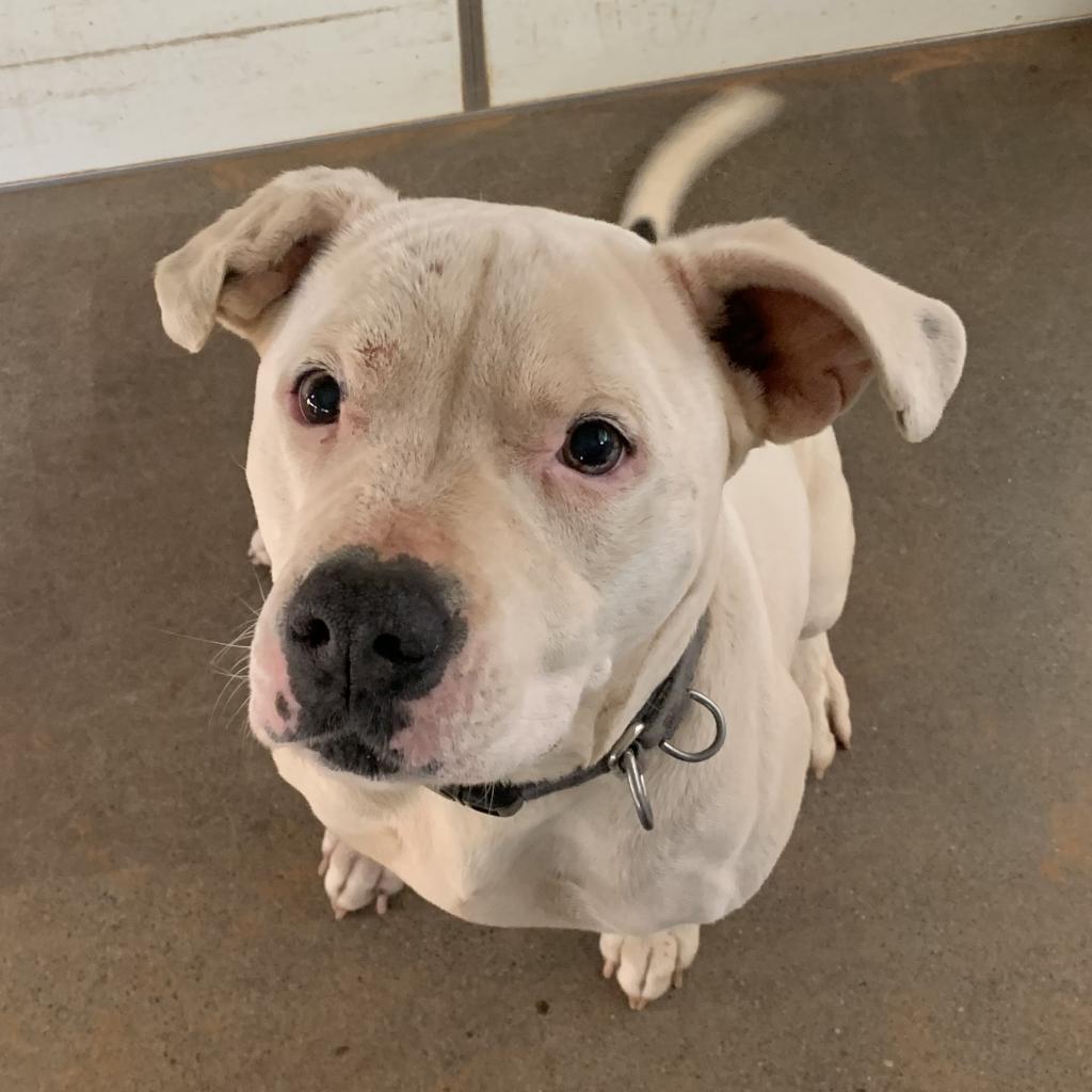 Strawberry, an adoptable American Staffordshire Terrier in Kanab, UT, 84741 | Photo Image 6