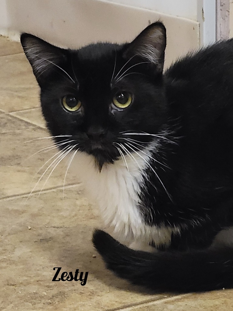 Zesty, an adoptable Domestic Short Hair in Cedar Rapids, IA, 52404 | Photo Image 1