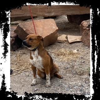 Quill, an adoptable Boxer, Australian Cattle Dog / Blue Heeler in Wickenburg, AZ, 85390 | Photo Image 1