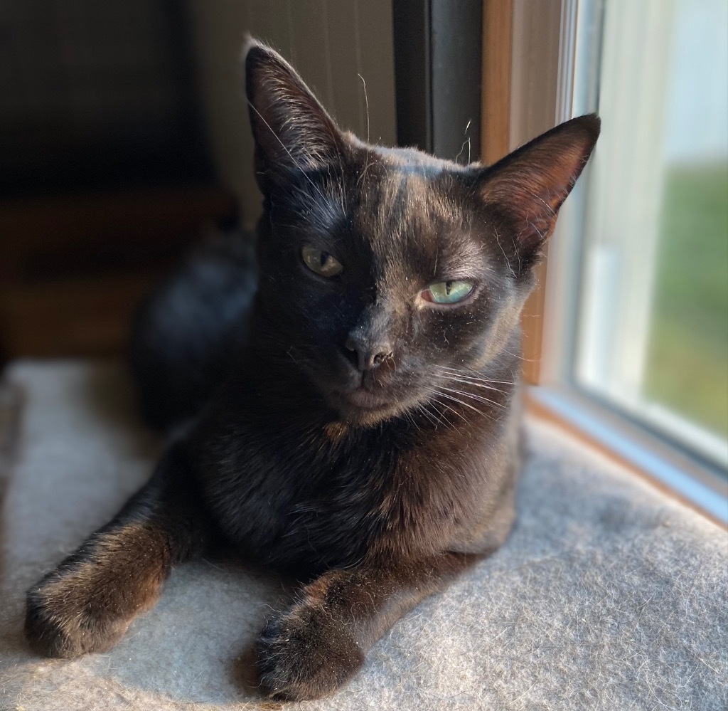 Sassy Pants, an adoptable Domestic Short Hair in Portland, IN, 47371 | Photo Image 1