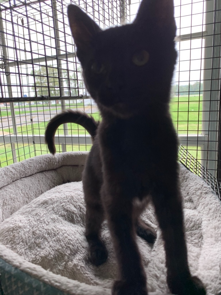 Sassy Pants, an adoptable Domestic Short Hair in Portland, IN, 47371 | Photo Image 3