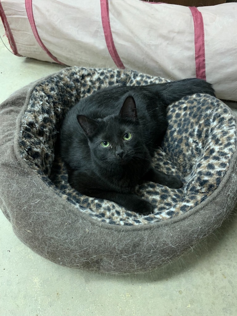 Sassy Pants, an adoptable Domestic Short Hair in Portland, IN, 47371 | Photo Image 5