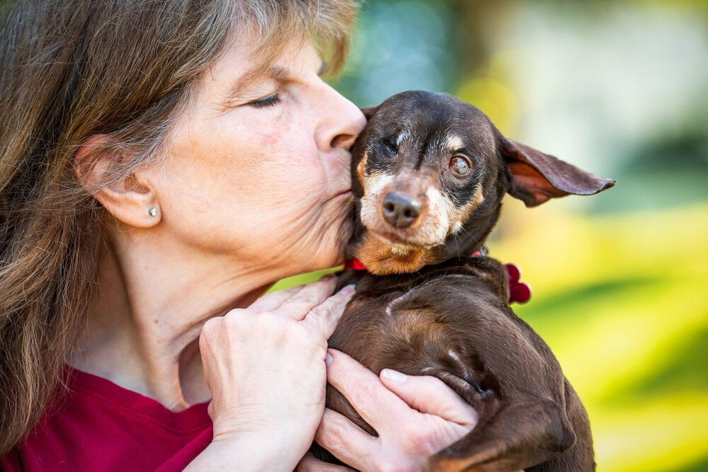 Pebblez Sweet Little Princess, an adoptable Miniature Pinscher, Chihuahua in Caldwell, NJ, 07006 | Photo Image 3