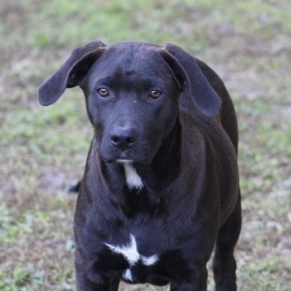 Lincoln, an adopted Labrador Retriever Mix in Brookfield, CT_image-2