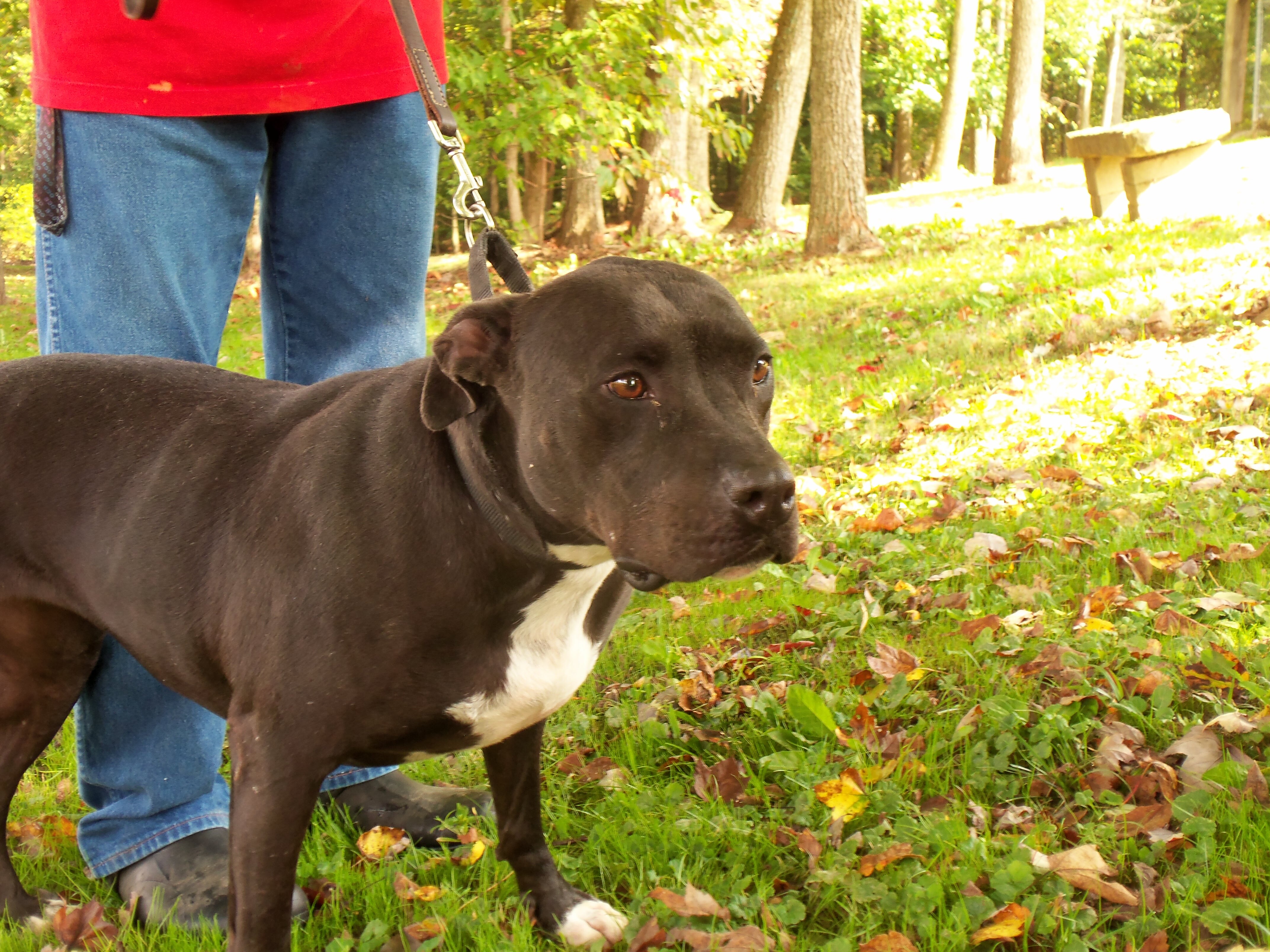 Lizzy, an adoptable Pit Bull Terrier in Osgood, IN, 47037 | Photo Image 2