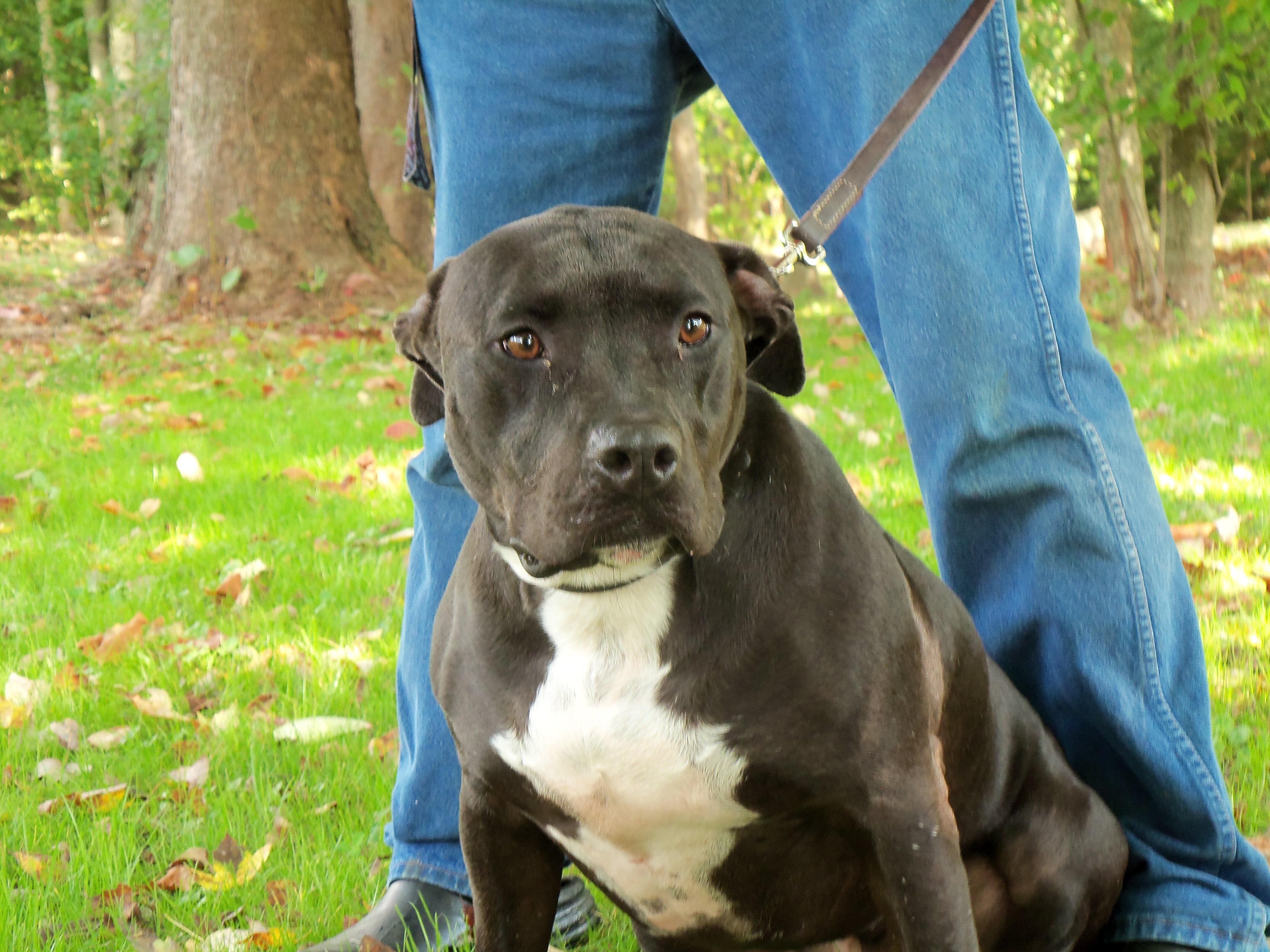 Lizzy, an adoptable Pit Bull Terrier in Osgood, IN, 47037 | Photo Image 3