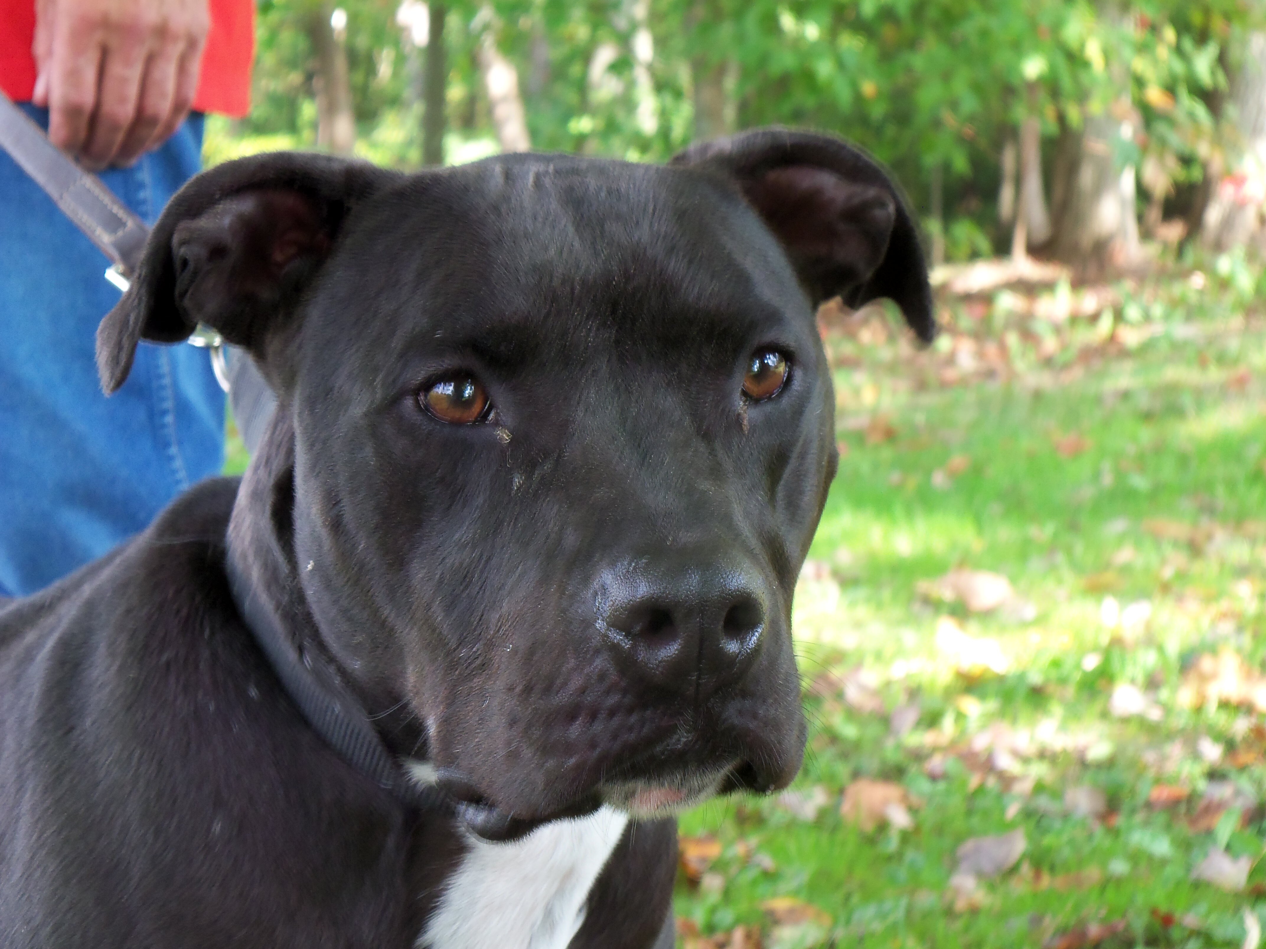 Lizzy, an adoptable Pit Bull Terrier in Osgood, IN, 47037 | Photo Image 5