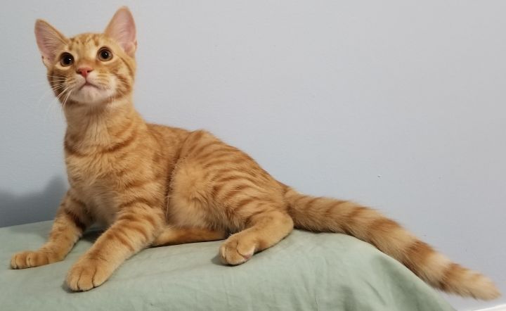 Cheddar, an adopted Domestic Short Hair in Atlantic City, NJ_image-1
