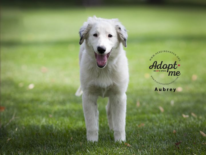 Aubrey, an adopted Great Pyrenees & Border Collie Mix in Salt Lake City, UT_image-2