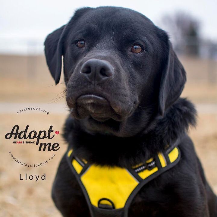 Lloyd, an adopted Labrador Retriever & Mastiff Mix in Omaha, NE_image-4