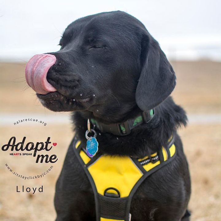 Lloyd, an adopted Labrador Retriever & Mastiff Mix in Omaha, NE_image-5