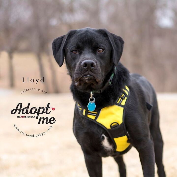 Lloyd, an adopted Labrador Retriever & Mastiff Mix in Omaha, NE_image-6