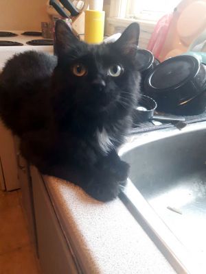 31++ Black kitten ottawa Funny Cats