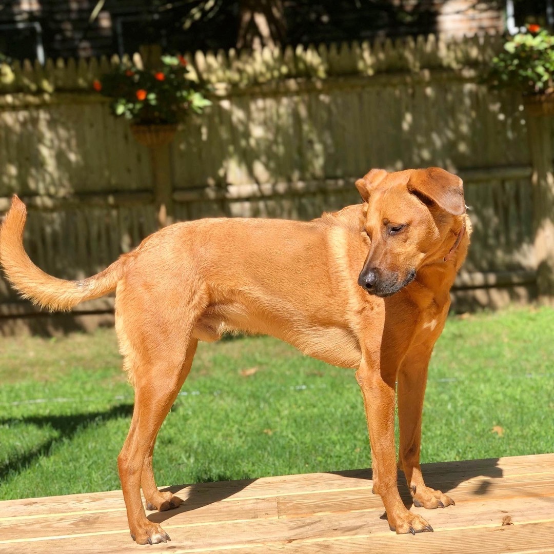 Basco, an adoptable Labrador Retriever in Brattleboro, VT, 05301 | Photo Image 3