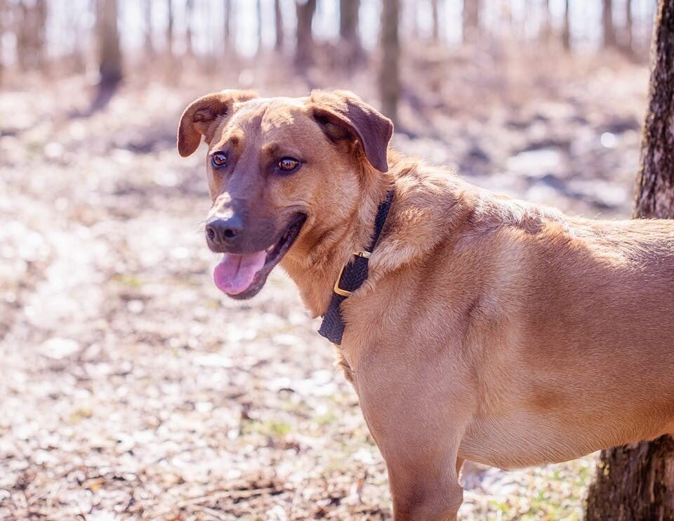 Basco, an adoptable Labrador Retriever in Brattleboro, VT, 05301 | Photo Image 4