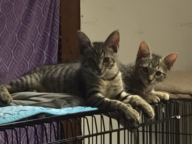 Manny & Mason, an adopted Domestic Short Hair Mix in Conway, SC_image-2