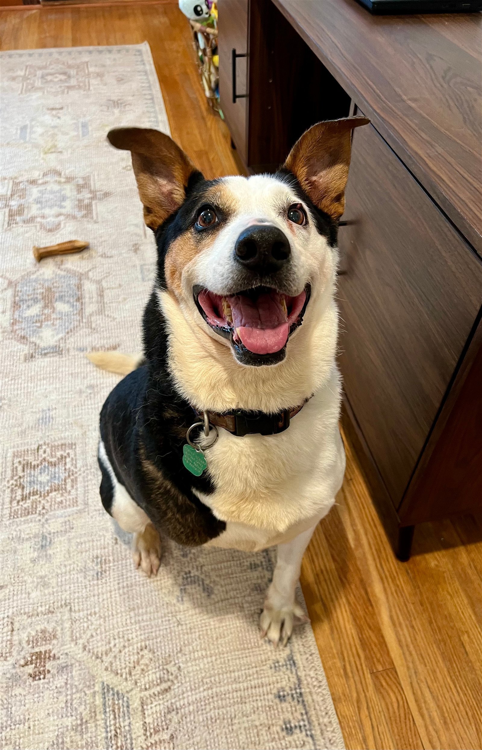 Bandito, an adoptable Shepherd in Tonawanda, NY, 14150 | Photo Image 1