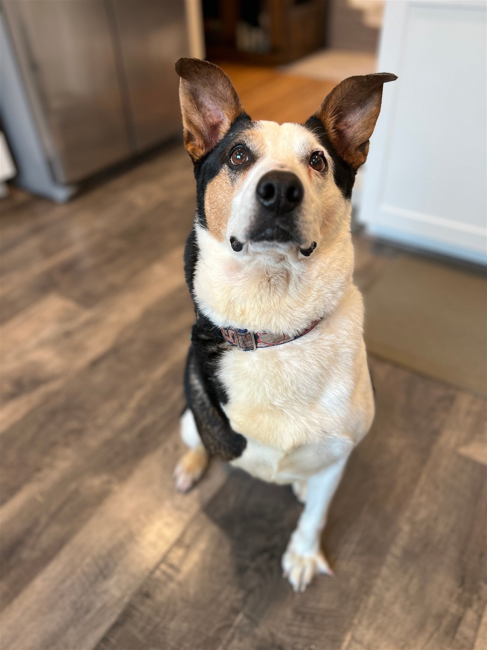 Bandito, an adoptable Shepherd in Tonawanda, NY, 14150 | Photo Image 2